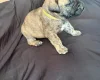 Presa Canario