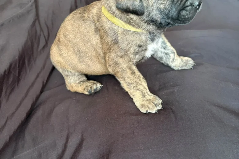 Presa Canario