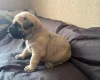 Presa Canario