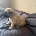 Presa Canario