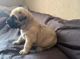 Presa Canario