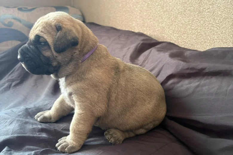 Presa Canario