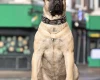 Presa Canario