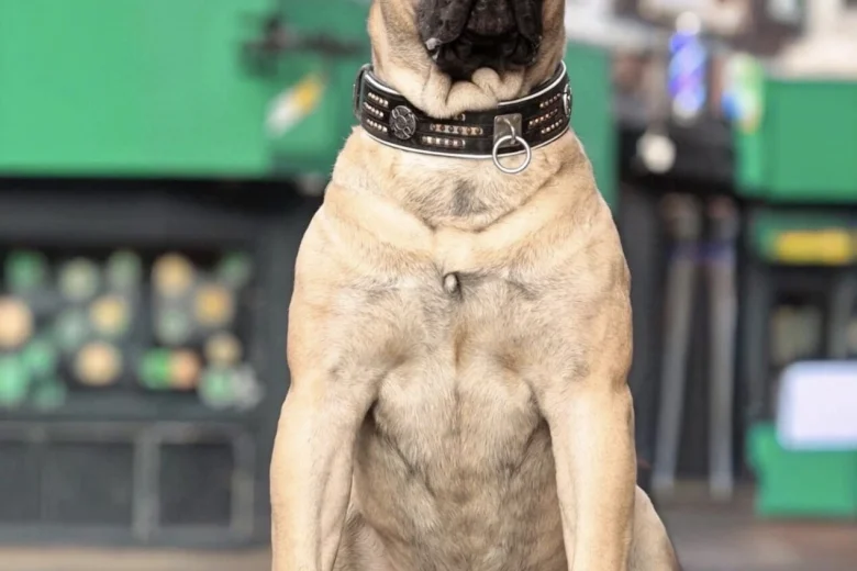 Presa Canario