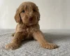 Cockapoo