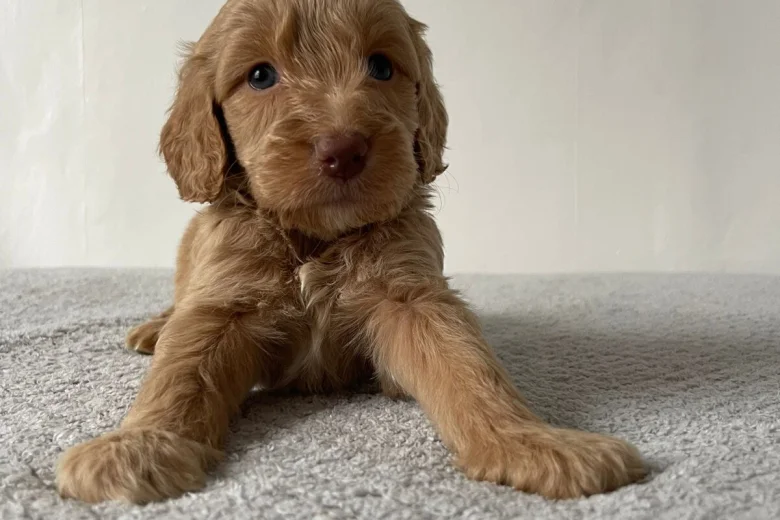 Cockapoo