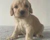 Cockapoo