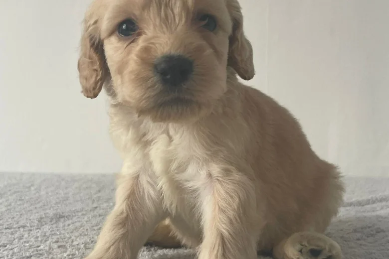 Cockapoo
