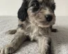 Cockapoo