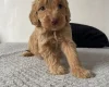 Cockapoo