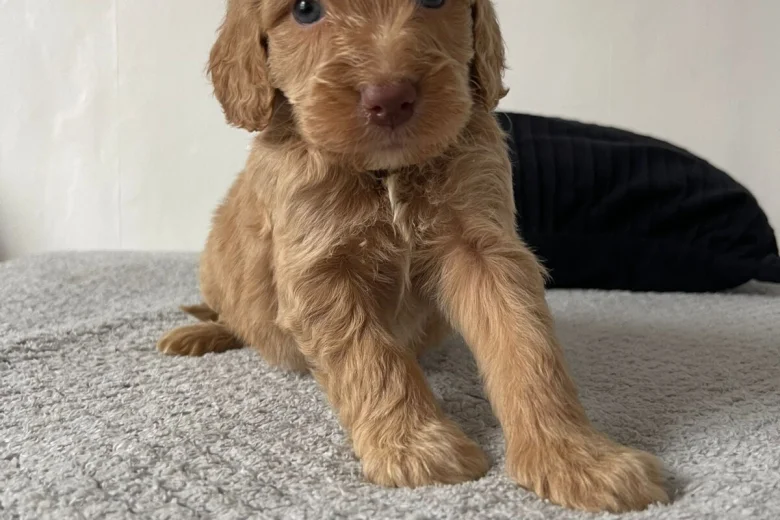 Cockapoo