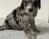 Cockapoo