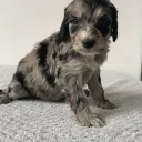 Cockapoo