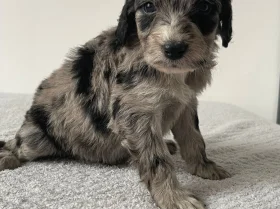 Cockapoo