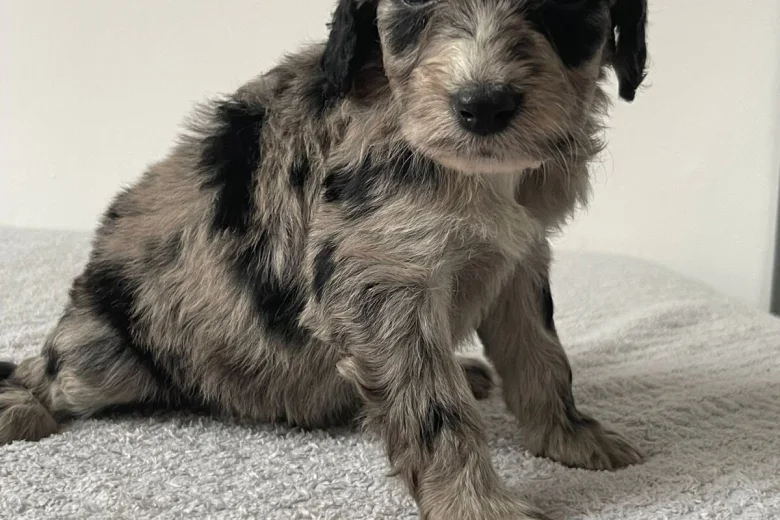 Cockapoo