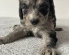 Cockapoo