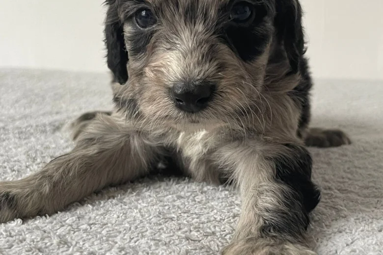 Cockapoo