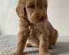 Cockapoo
