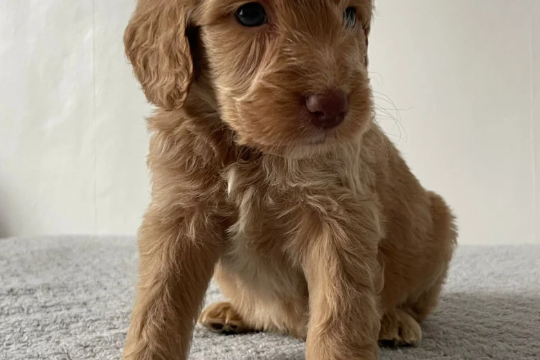 Cockapoo