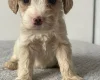 Cockapoo