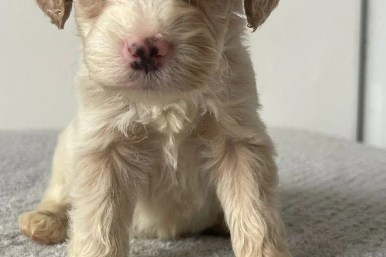 Cockapoo
