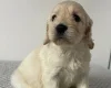 Cockapoo