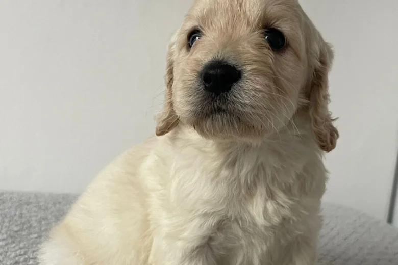 Cockapoo