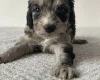 Cockapoo