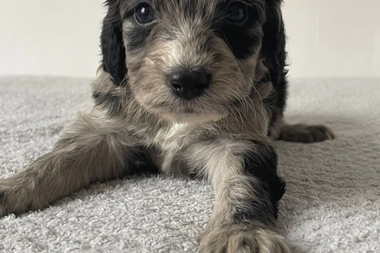 Cockapoo
