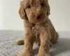 Cockapoo