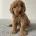 Cockapoo