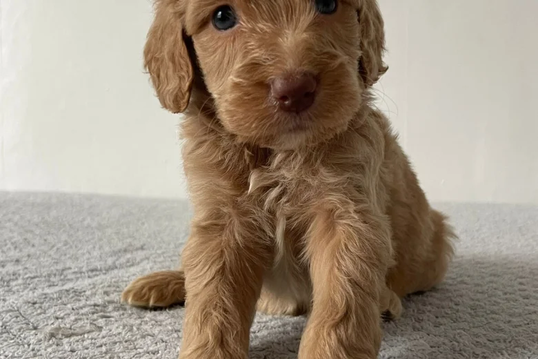 Cockapoo
