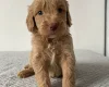 Cockapoo
