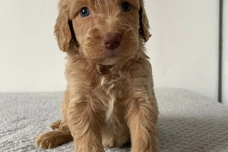 Cockapoo