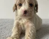 Cockapoo