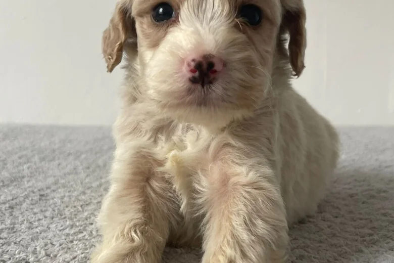 Cockapoo