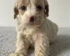 Cockapoo