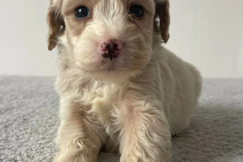 Cockapoo