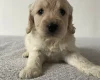 Cockapoo