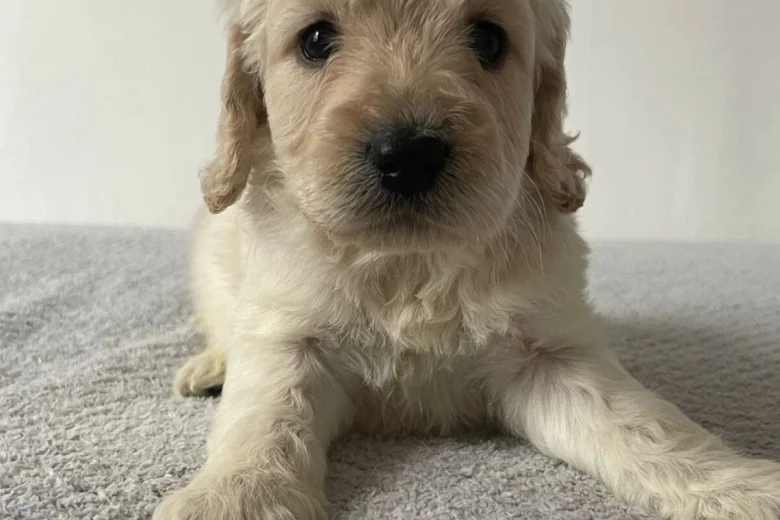 Cockapoo