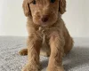Cockapoo