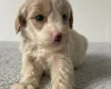 Cockapoo