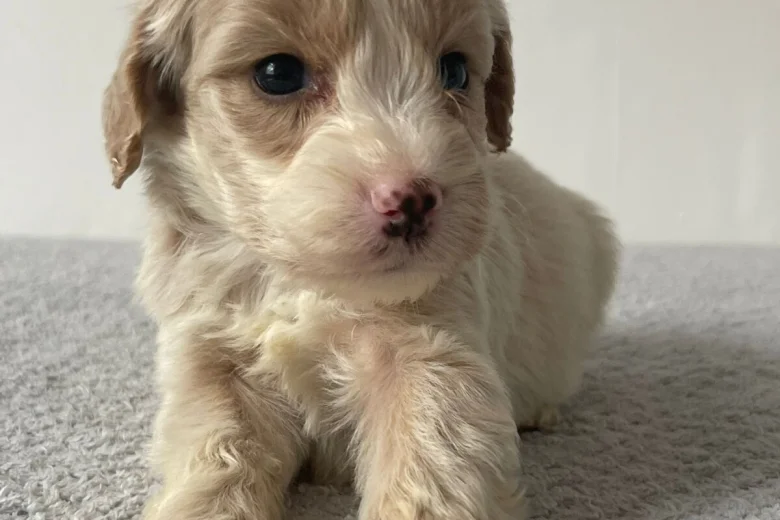 Cockapoo