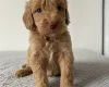 Cockapoo