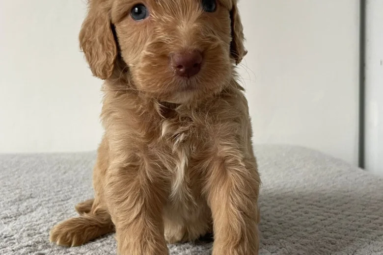 Cockapoo