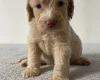 Cockapoo