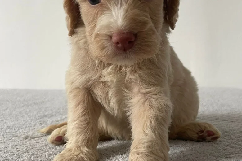 Cockapoo