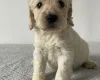 Cockapoo