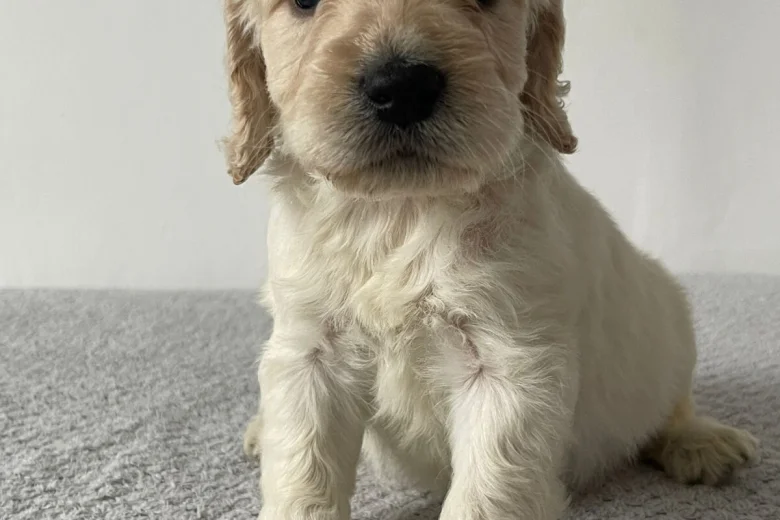 Cockapoo