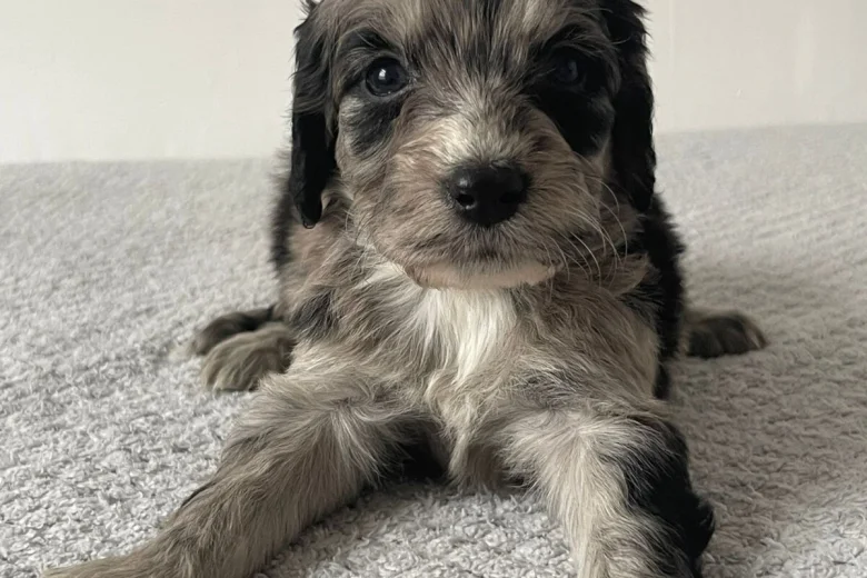 Cockapoo